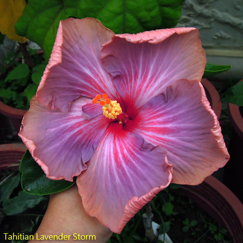 Tahitian Lavender Storm